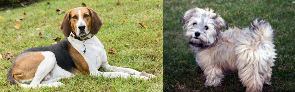 Havapoo vs American English Coonhound - Breed Comparison