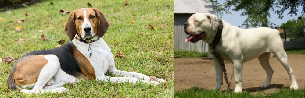 Hermes Bulldogge vs American English Coonhound - Breed Comparison