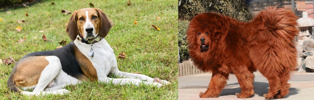 Himalayan Mastiff vs American English Coonhound - Breed Comparison