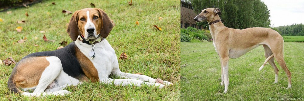 Hortaya Borzaya vs American English Coonhound - Breed Comparison