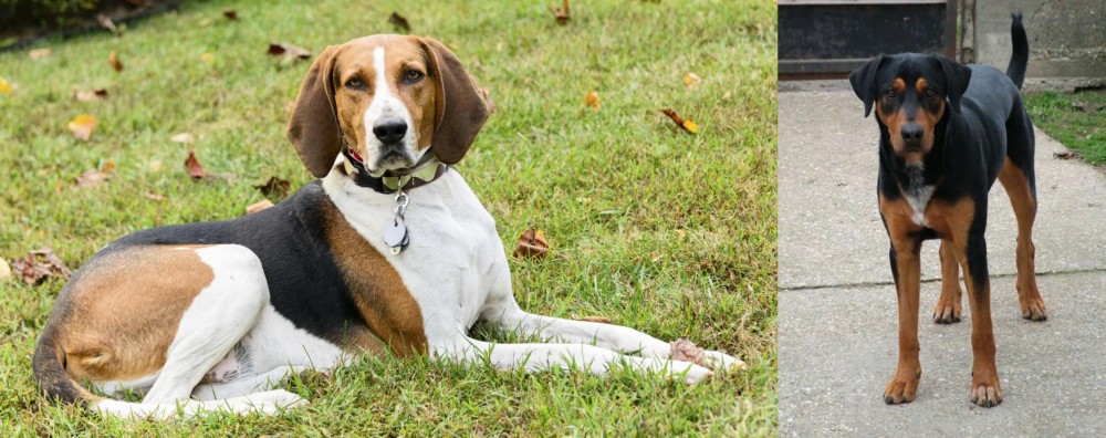 Hungarian Hound vs American English Coonhound - Breed Comparison