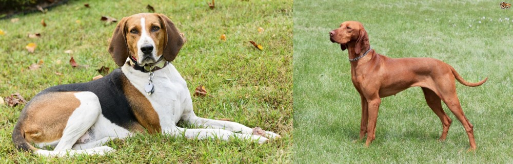 Hungarian Vizsla vs American English Coonhound - Breed Comparison