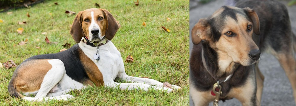 Huntaway vs American English Coonhound - Breed Comparison