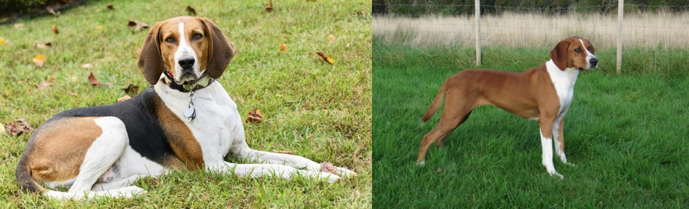 Hygenhund vs American English Coonhound - Breed Comparison
