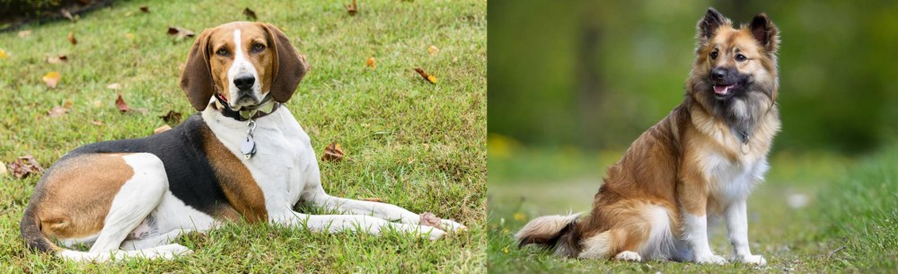 Icelandic Sheepdog vs American English Coonhound - Breed Comparison