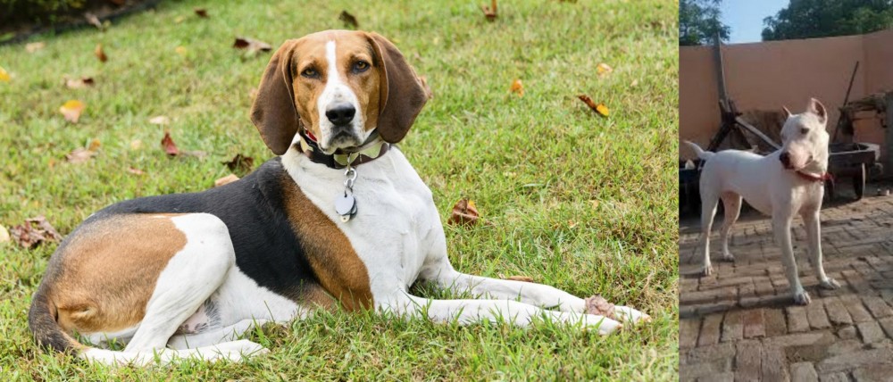 Indian Bull Terrier vs American English Coonhound - Breed Comparison