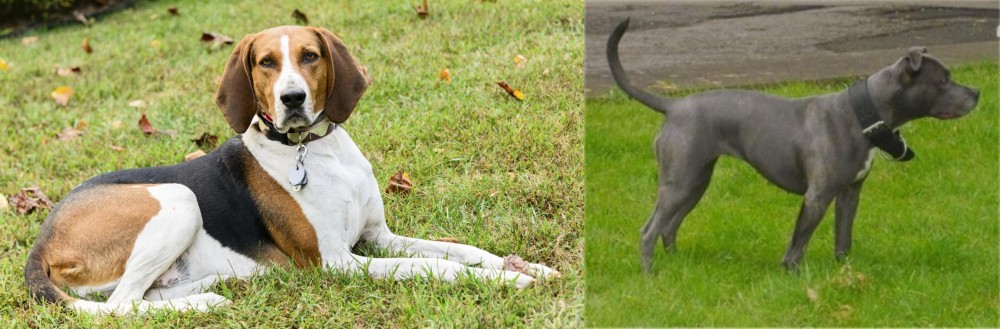 Irish Bull Terrier vs American English Coonhound - Breed Comparison