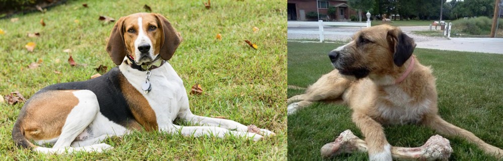 Irish Mastiff Hound vs American English Coonhound - Breed Comparison