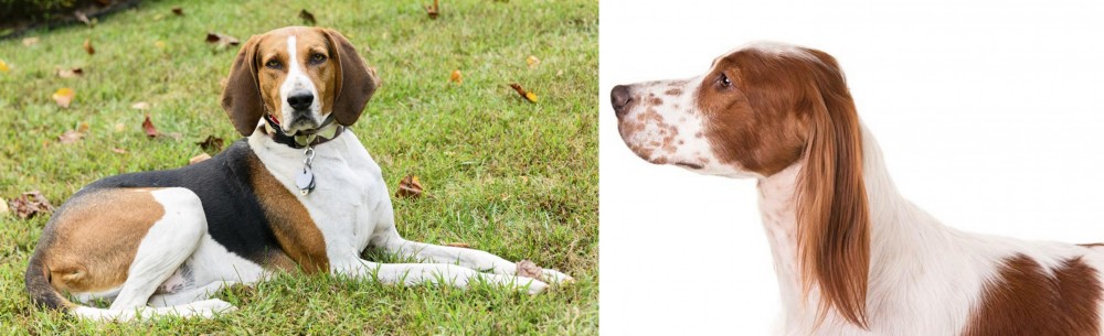 Irish Red and White Setter vs American English Coonhound - Breed Comparison
