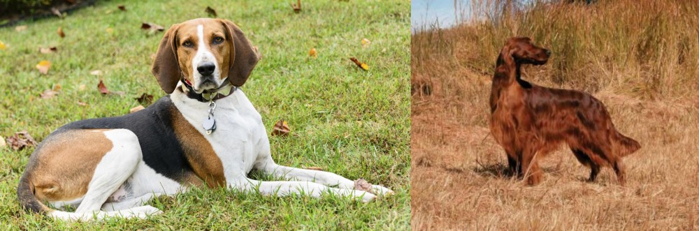 Irish Setter vs American English Coonhound - Breed Comparison