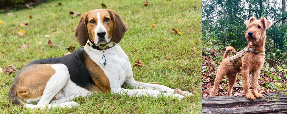 Irish Terrier vs American English Coonhound - Breed Comparison