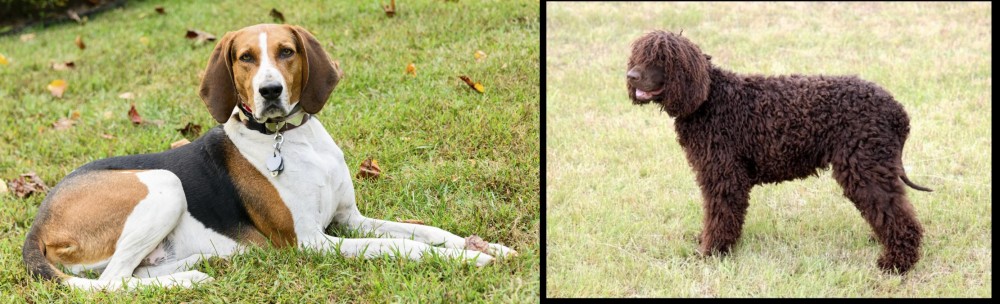 Irish Water Spaniel vs American English Coonhound - Breed Comparison