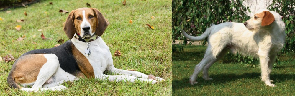 Istarski Ostrodlaki Gonic vs American English Coonhound - Breed Comparison