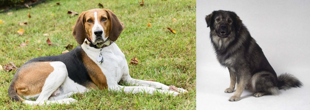 Istrian Sheepdog vs American English Coonhound - Breed Comparison
