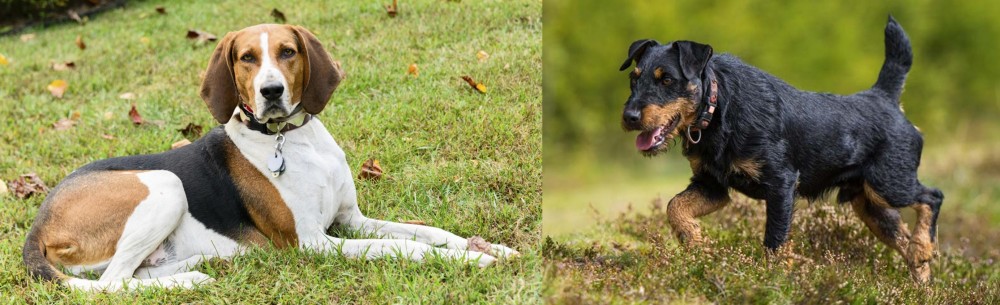 Jagdterrier vs American English Coonhound - Breed Comparison