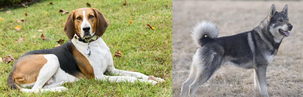 Jamthund vs American English Coonhound - Breed Comparison