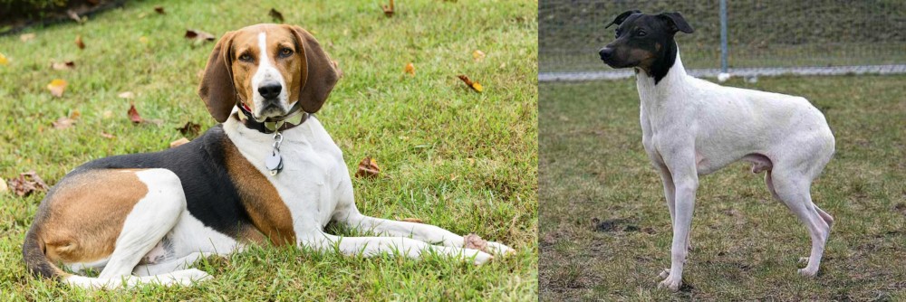 Japanese Terrier vs American English Coonhound - Breed Comparison
