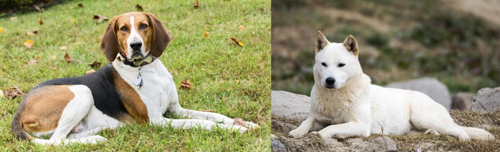 Jindo vs American English Coonhound - Breed Comparison