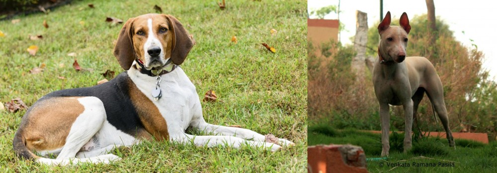 Jonangi vs American English Coonhound - Breed Comparison