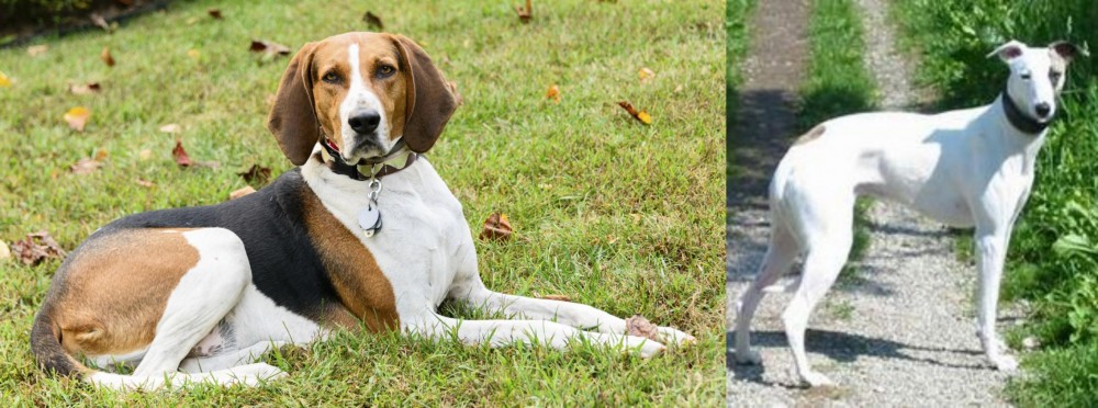 Kaikadi vs American English Coonhound - Breed Comparison