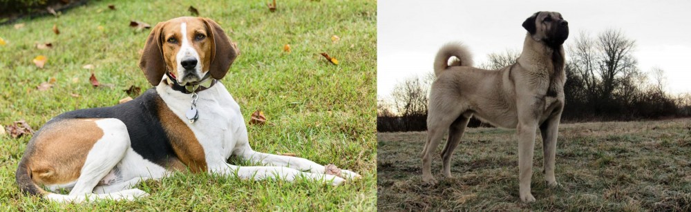 Kangal Dog vs American English Coonhound - Breed Comparison