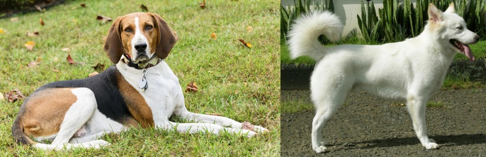 Kintamani vs American English Coonhound - Breed Comparison
