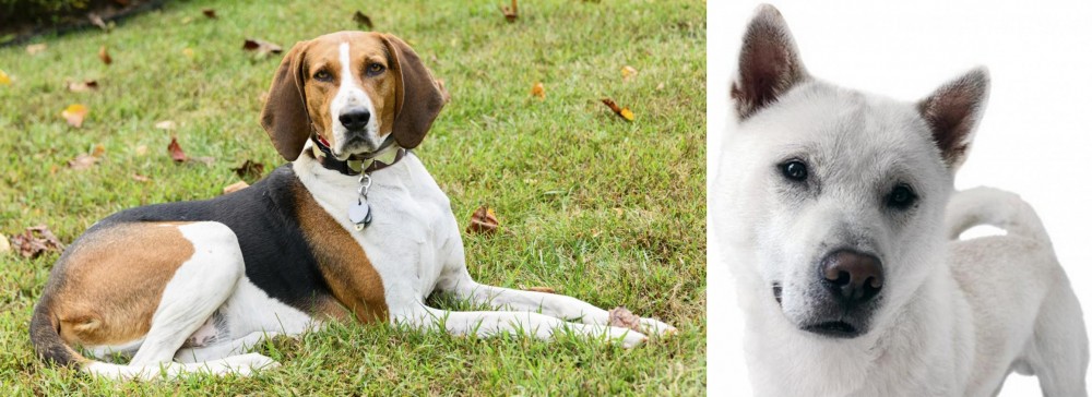 Kishu vs American English Coonhound - Breed Comparison