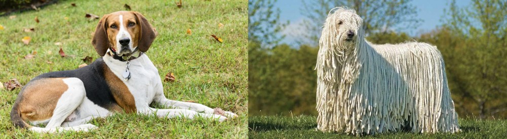 Komondor vs American English Coonhound - Breed Comparison