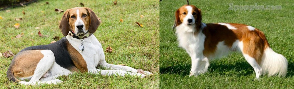 Kooikerhondje vs American English Coonhound - Breed Comparison
