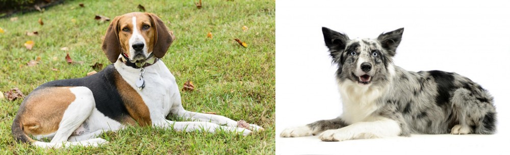 Koolie vs American English Coonhound - Breed Comparison