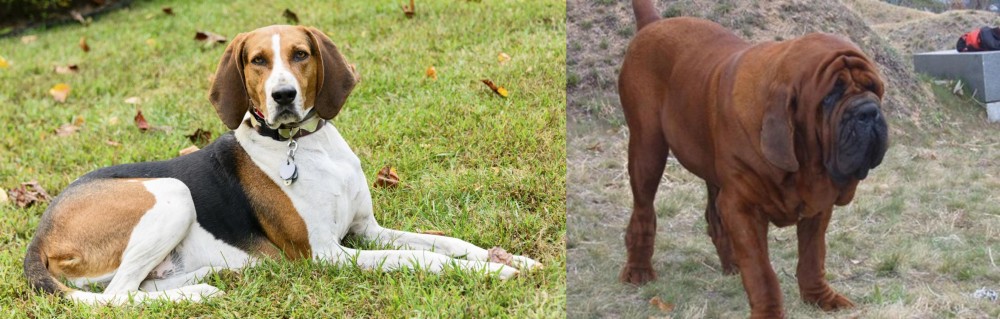 Korean Mastiff vs American English Coonhound - Breed Comparison