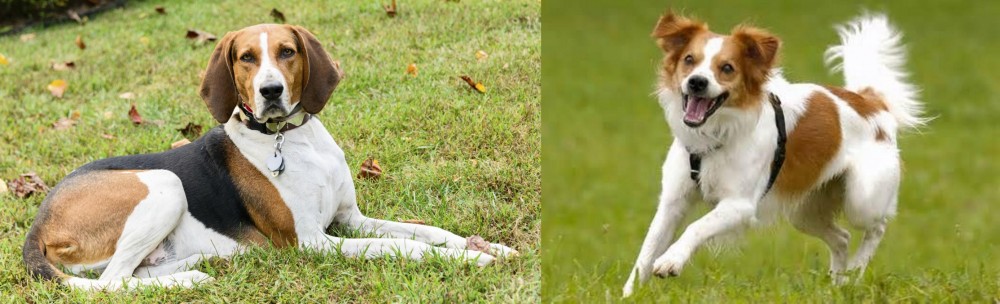 Kromfohrlander vs American English Coonhound - Breed Comparison