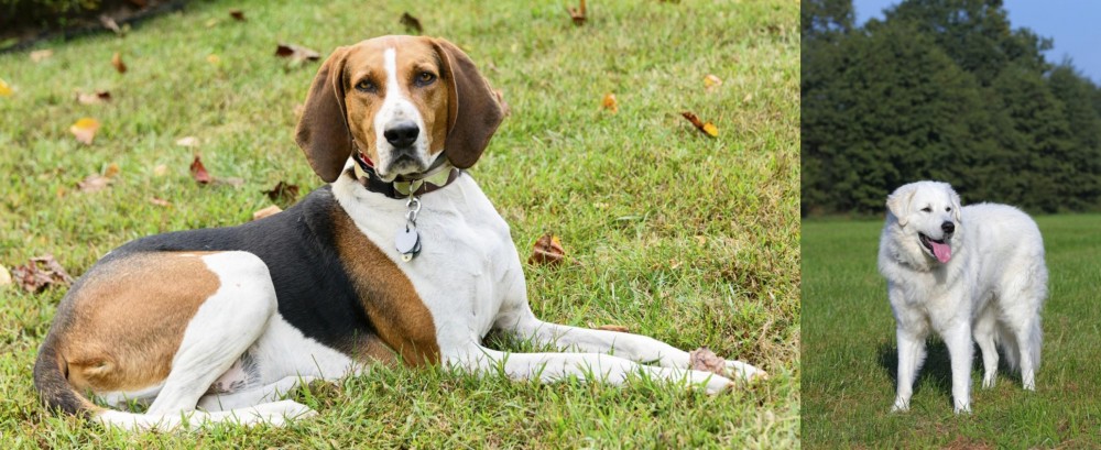 Kuvasz vs American English Coonhound - Breed Comparison