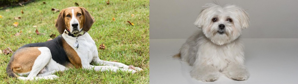 Kyi-Leo vs American English Coonhound - Breed Comparison