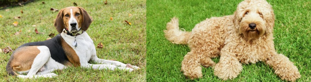 Labradoodle vs American English Coonhound - Breed Comparison