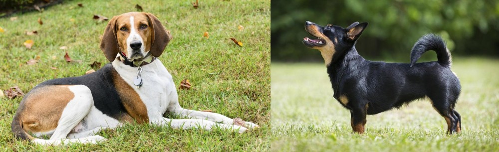Lancashire Heeler vs American English Coonhound - Breed Comparison