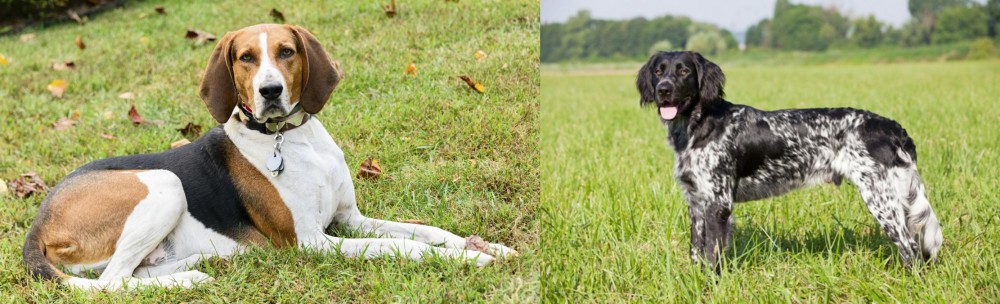 Large Munsterlander vs American English Coonhound - Breed Comparison