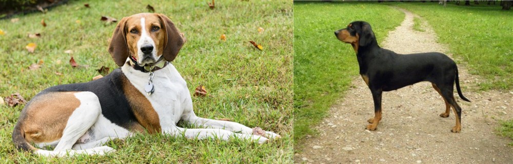 Latvian Hound vs American English Coonhound - Breed Comparison