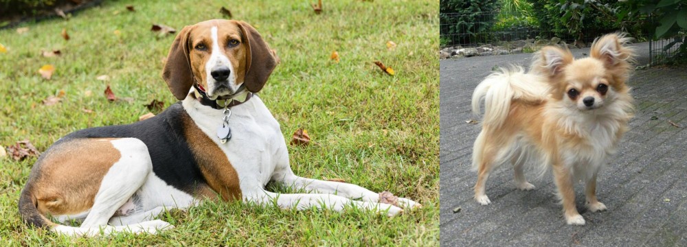 Long Haired Chihuahua vs American English Coonhound - Breed Comparison