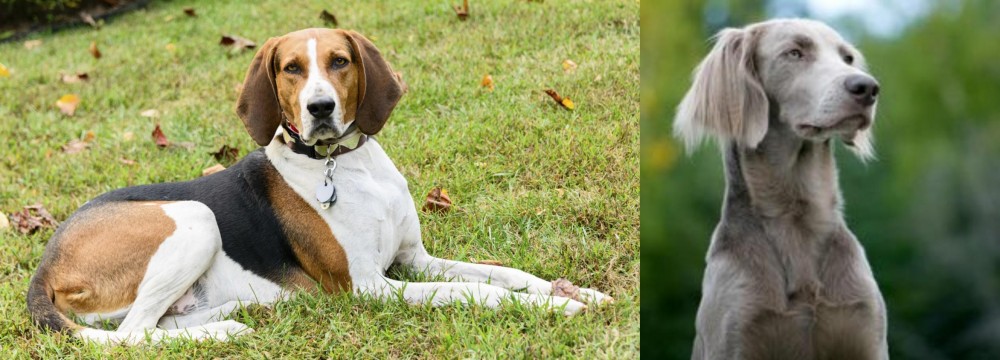 Longhaired Weimaraner vs American English Coonhound - Breed Comparison