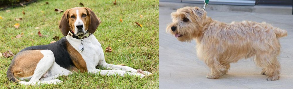 Lucas Terrier vs American English Coonhound - Breed Comparison