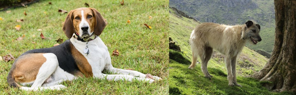 Lurcher vs American English Coonhound - Breed Comparison