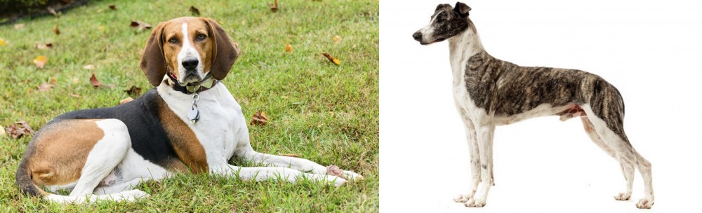 Magyar Agar vs American English Coonhound - Breed Comparison