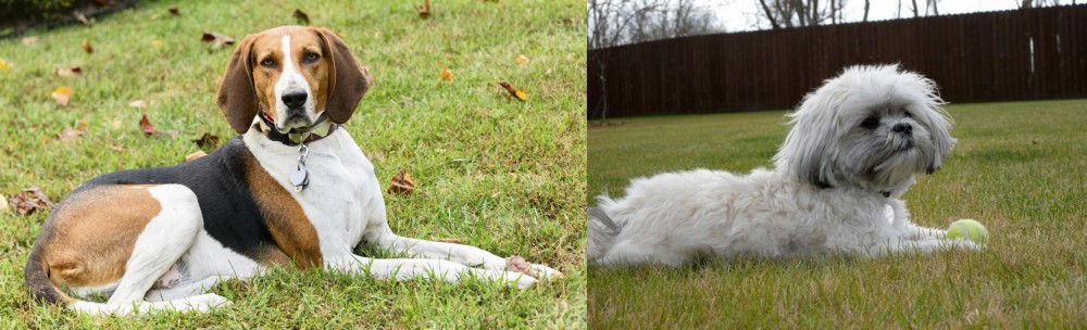 Mal-Shi vs American English Coonhound - Breed Comparison