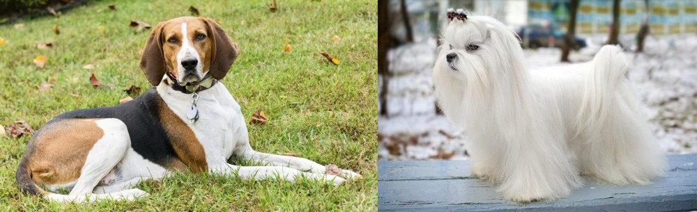 Maltese vs American English Coonhound - Breed Comparison
