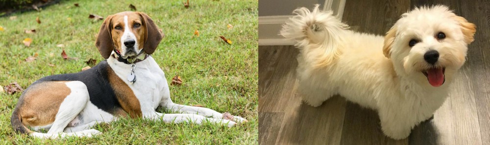 Maltipoo vs American English Coonhound - Breed Comparison