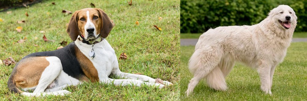 Maremma Sheepdog vs American English Coonhound - Breed Comparison