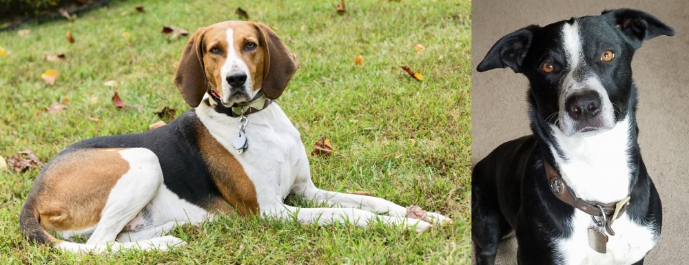 McNab vs American English Coonhound - Breed Comparison
