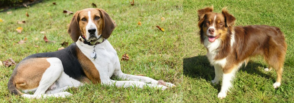 Miniature Australian Shepherd vs American English Coonhound - Breed Comparison