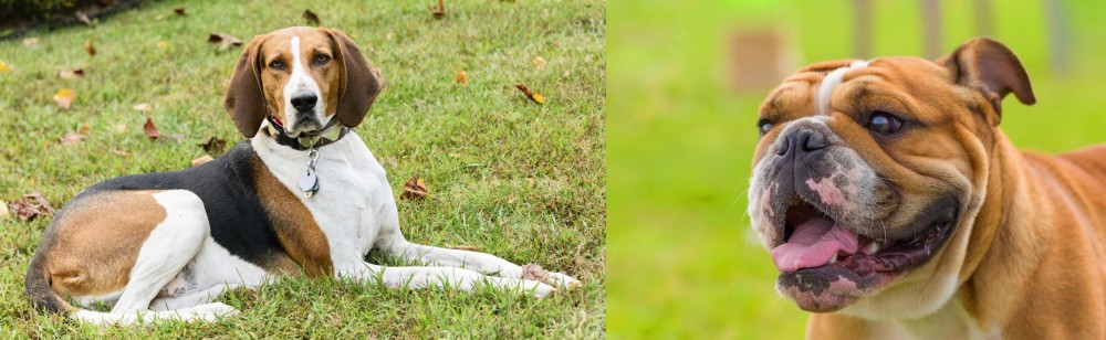 Miniature English Bulldog vs American English Coonhound - Breed Comparison